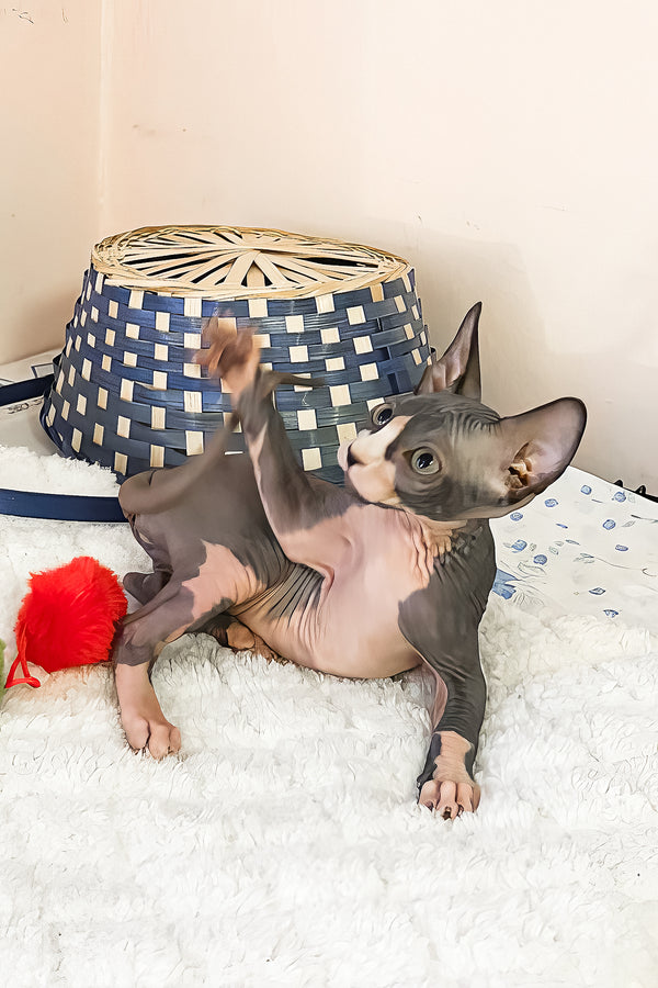 Sunshine | Canadian Sphynx Kitten