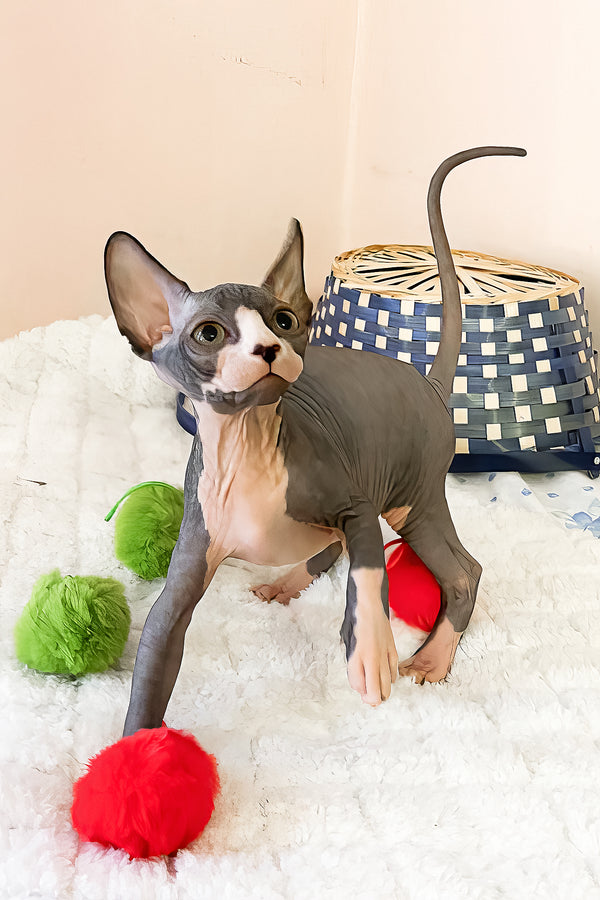 Sunshine | Canadian Sphynx Kitten