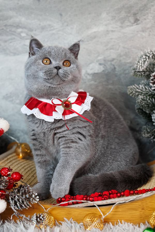 Suzy | British Shorthair Kitten