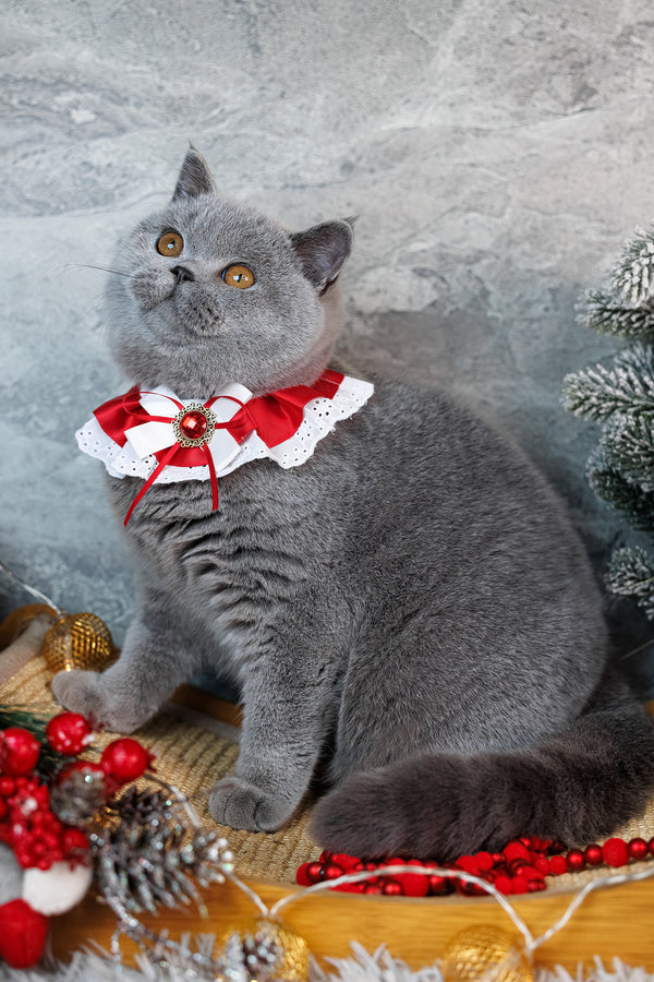 Suzy | British Shorthair Kitten