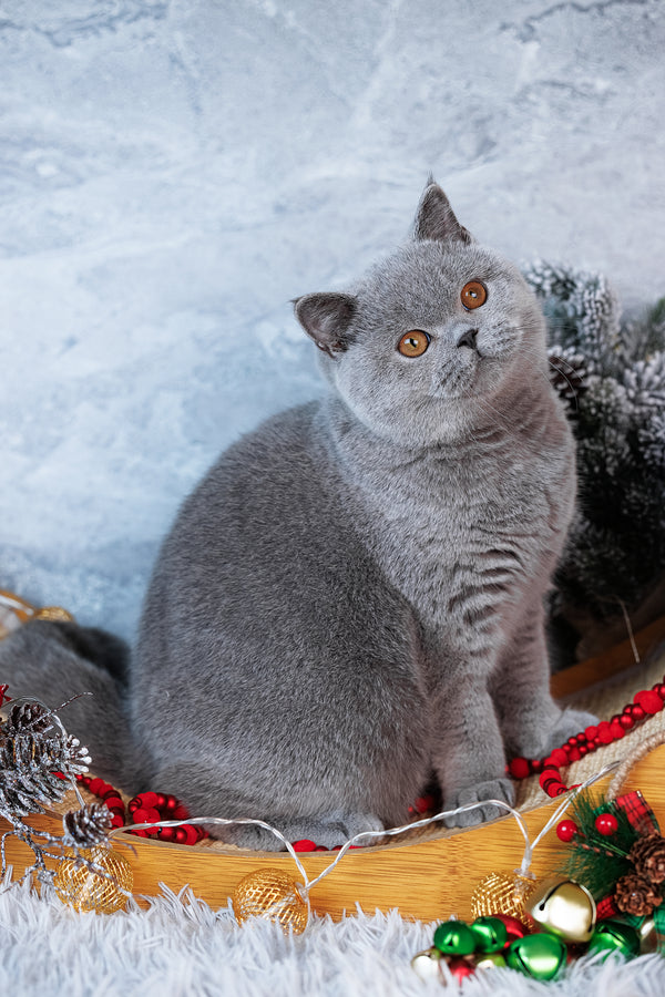 Suzy | British Shorthair Kitten