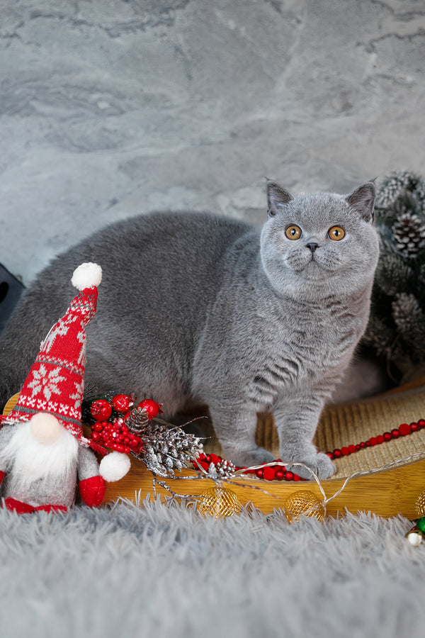 Suzy | British Shorthair Kitten