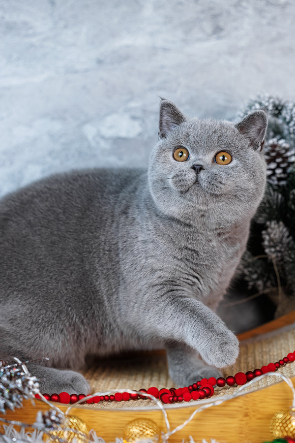Suzy | British Shorthair Kitten
