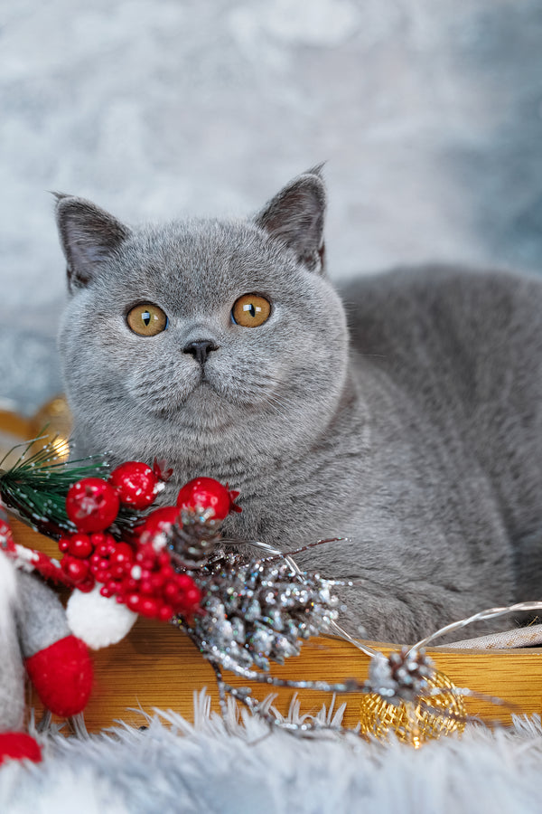 Suzy | British Shorthair Kitten