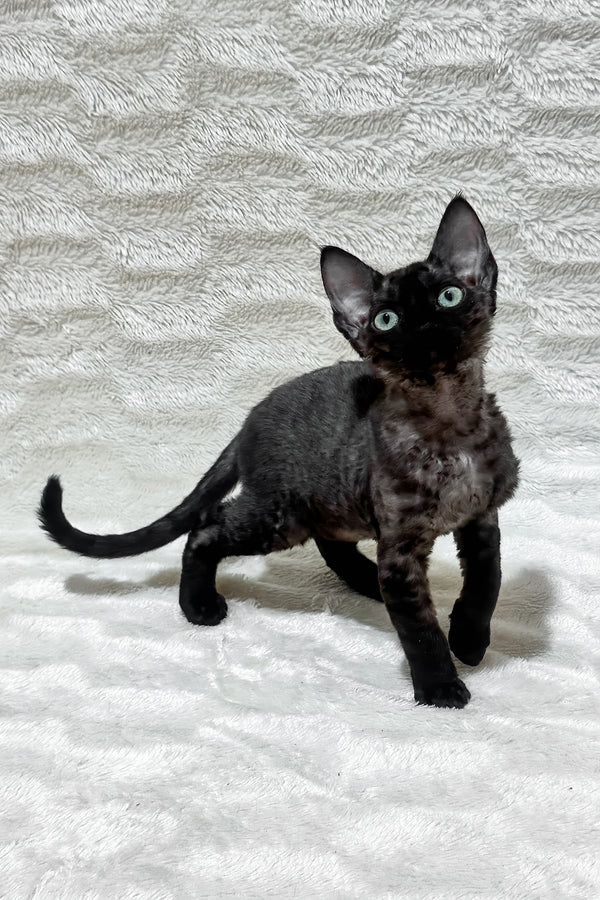 Sweet | Devon Rex Kitten