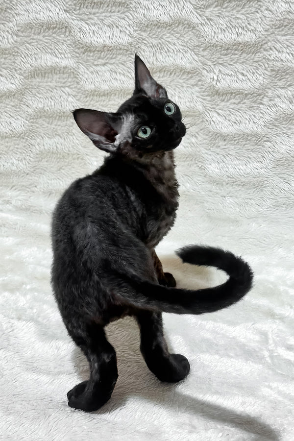 Sweet | Devon Rex Kitten