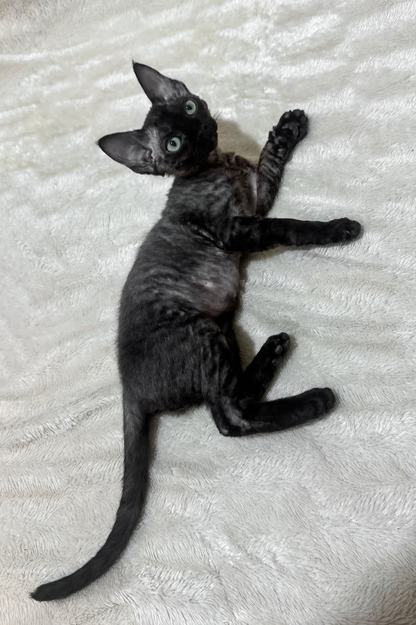 Sweet | Devon Rex Kitten