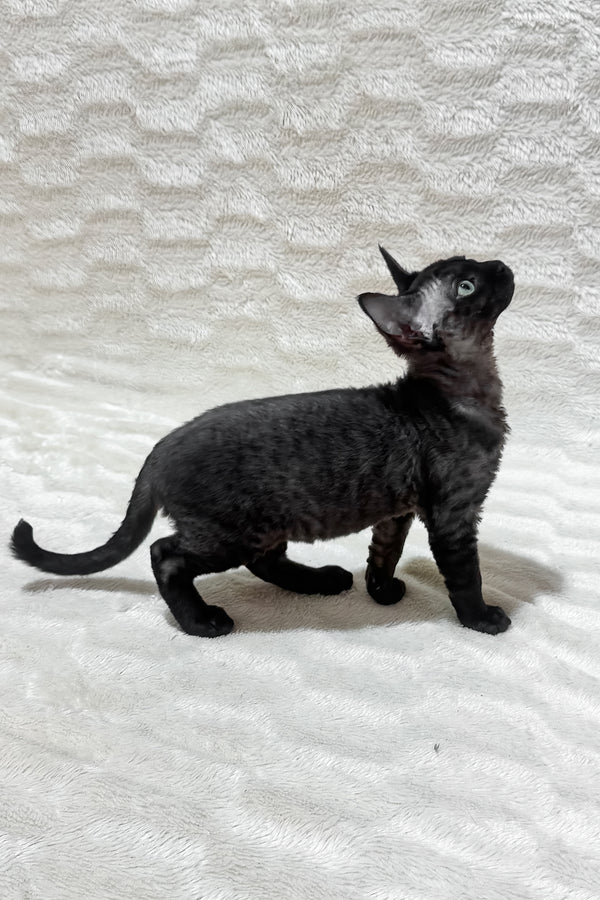 Sweet | Devon Rex Kitten