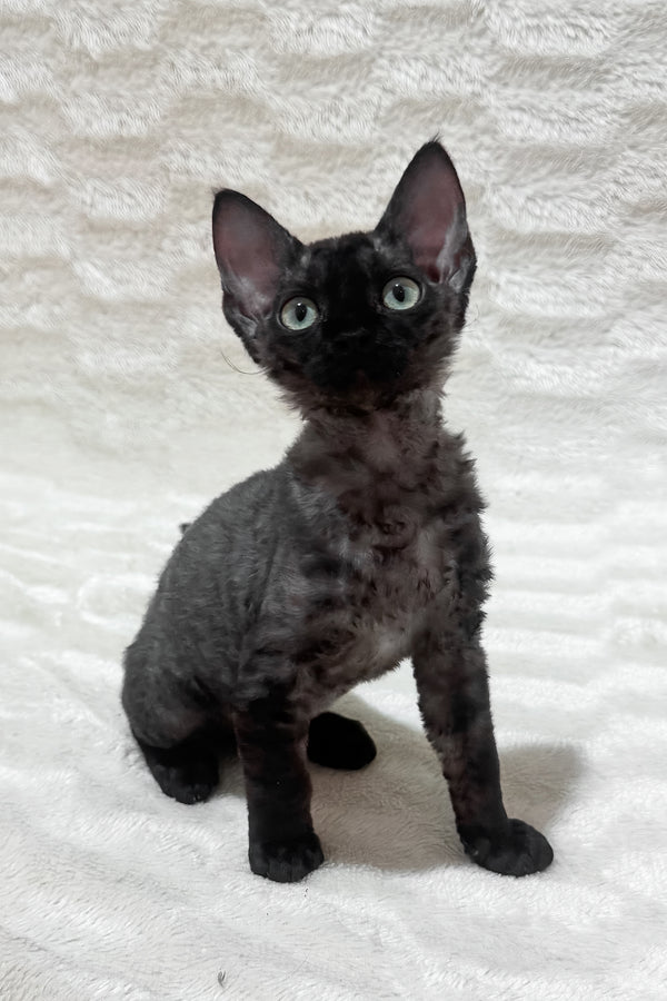 Sweet | Devon Rex Kitten