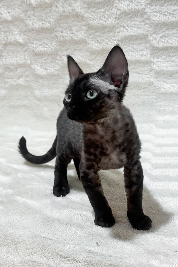 Sweet | Devon Rex Kitten