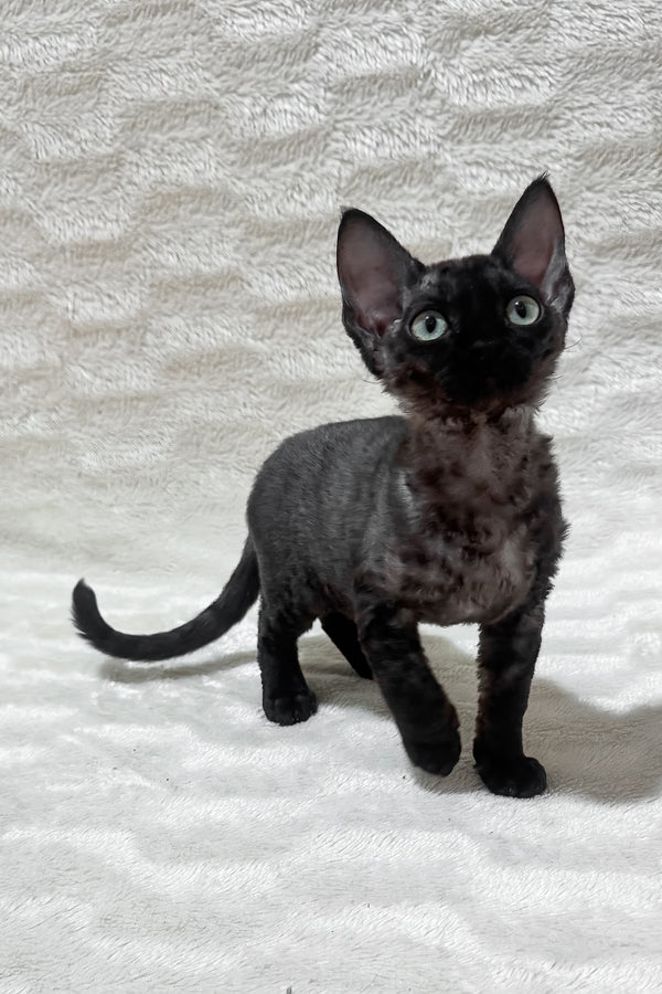 Sweet | Devon Rex Kitten
