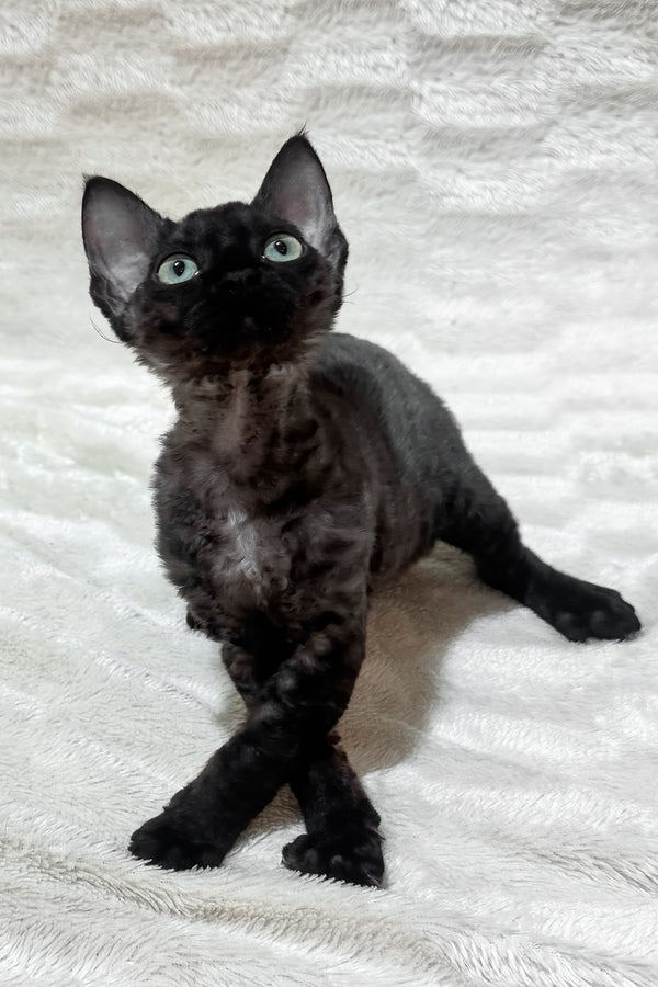 Sweet | Devon Rex Kitten