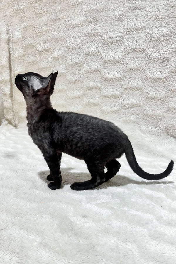 Sweet | Devon Rex Kitten