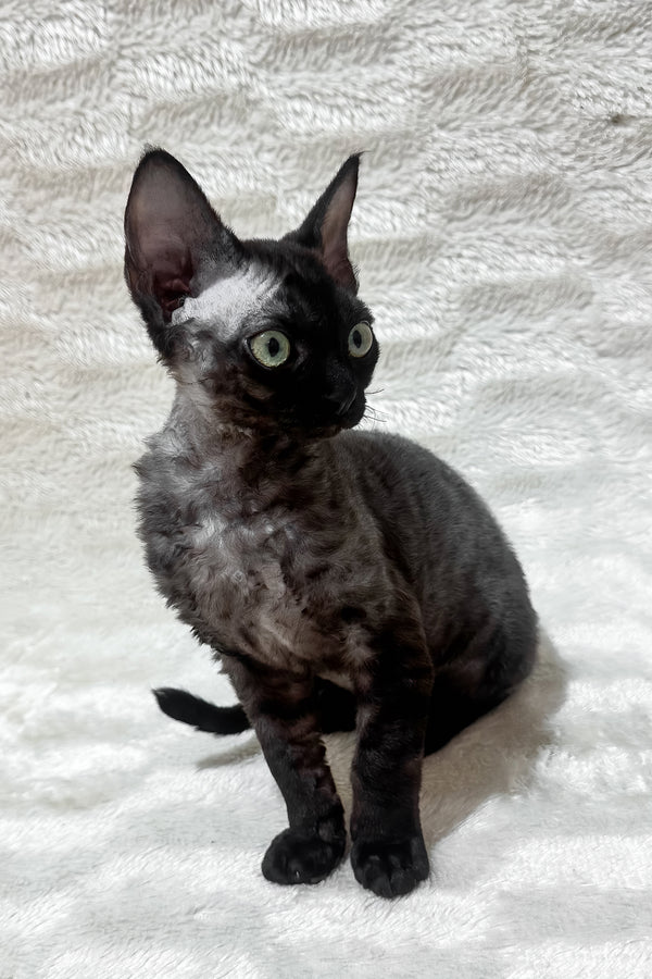 Sweet | Devon Rex Kitten