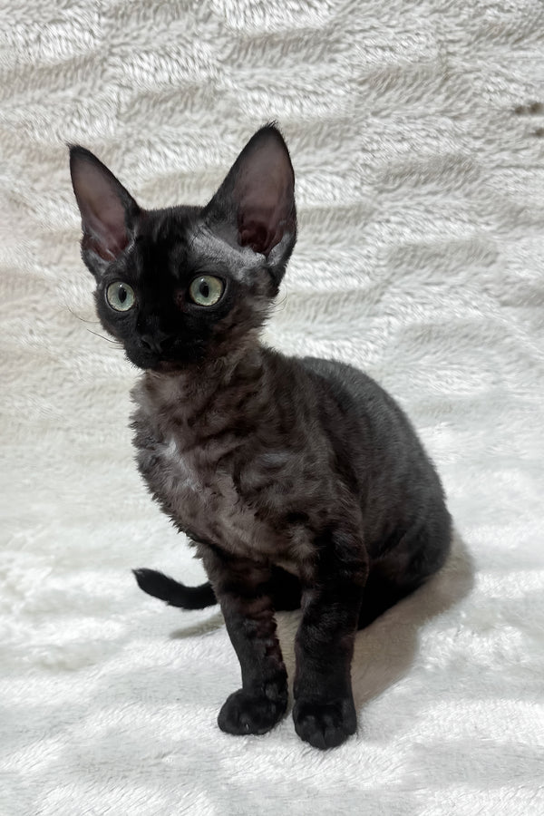 Sweet | Devon Rex Kitten
