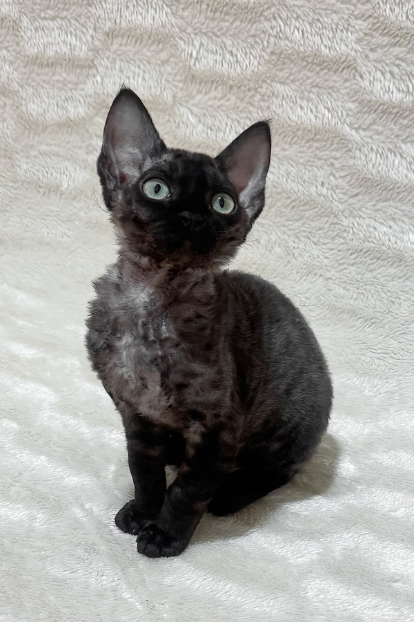 Sweet | Devon Rex Kitten