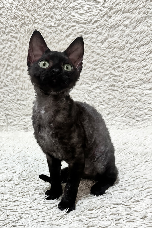 Sylvia | Devon Rex Kitten