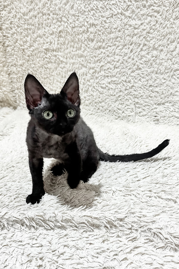 Sylvia | Devon Rex Kitten