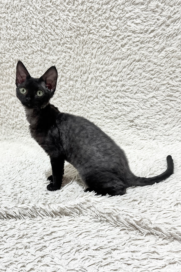 Sylvia | Devon Rex Kitten