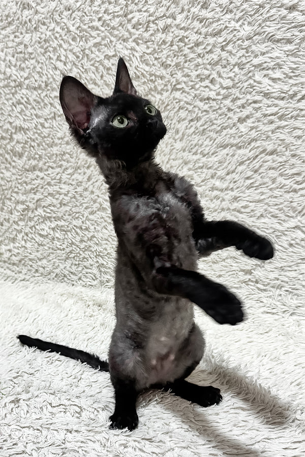Sylvia | Devon Rex Kitten