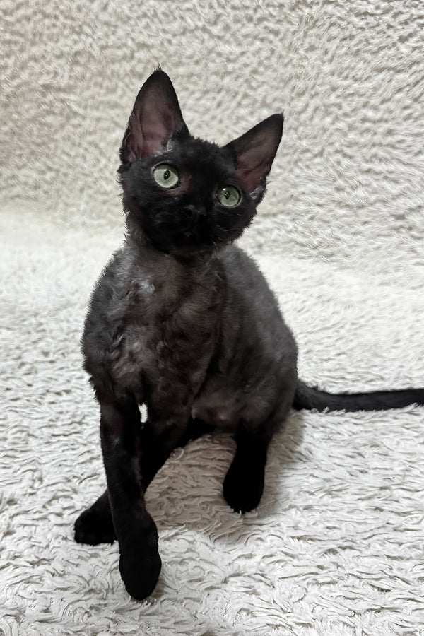 Sylvia | Devon Rex Kitten