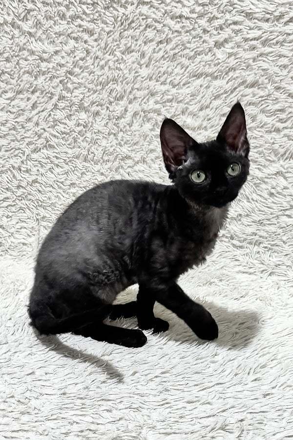 Sylvia | Devon Rex Kitten