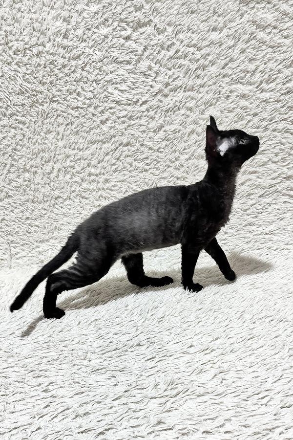 Sylvia | Devon Rex Kitten