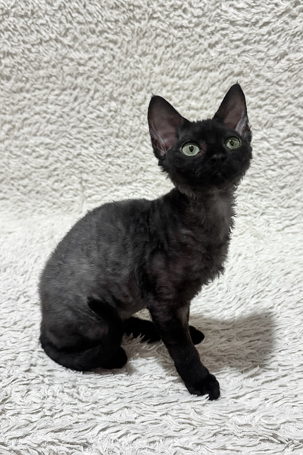Sylvia | Devon Rex Kitten