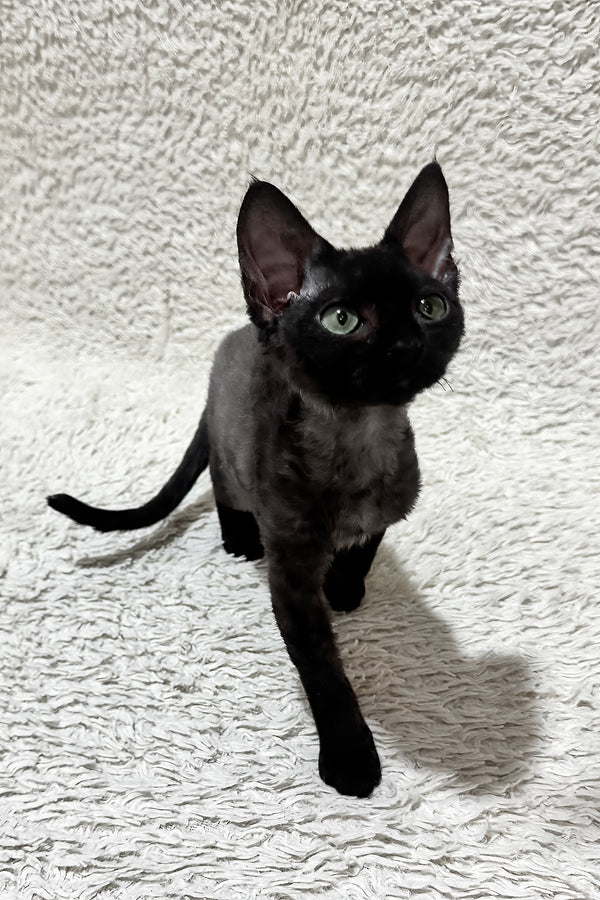 Sylvia | Devon Rex Kitten
