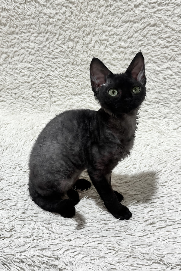 Sylvia | Devon Rex Kitten