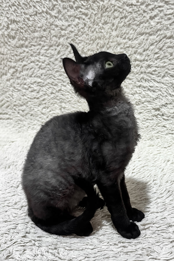 Sylvia | Devon Rex Kitten