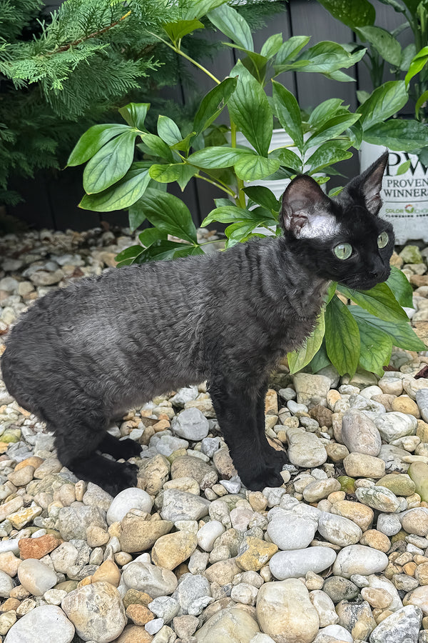 Sylvia | Devon Rex Kitten