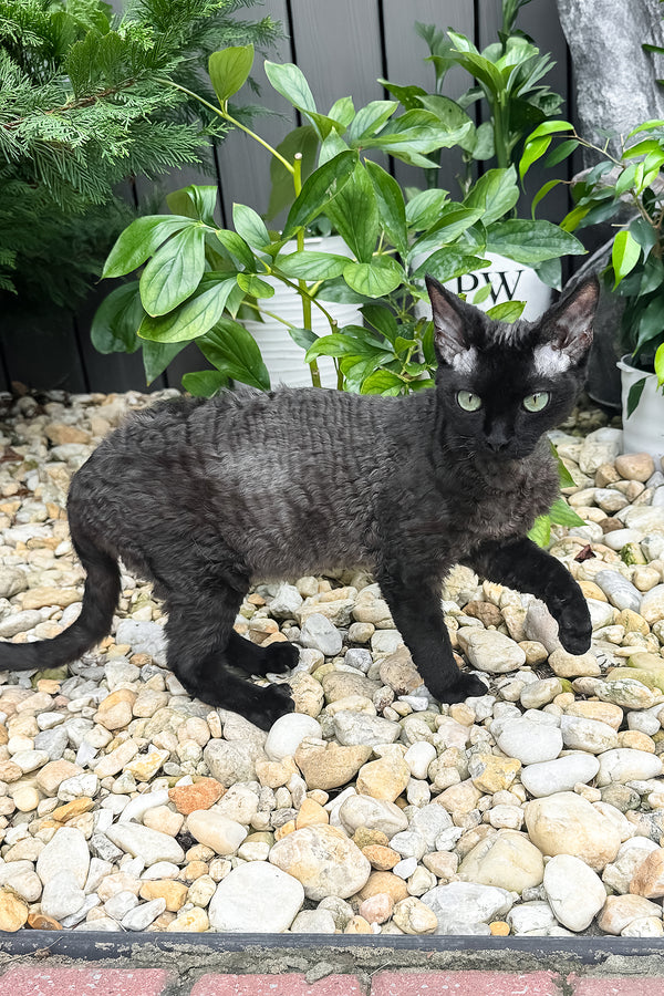 Sylvia | Devon Rex Kitten