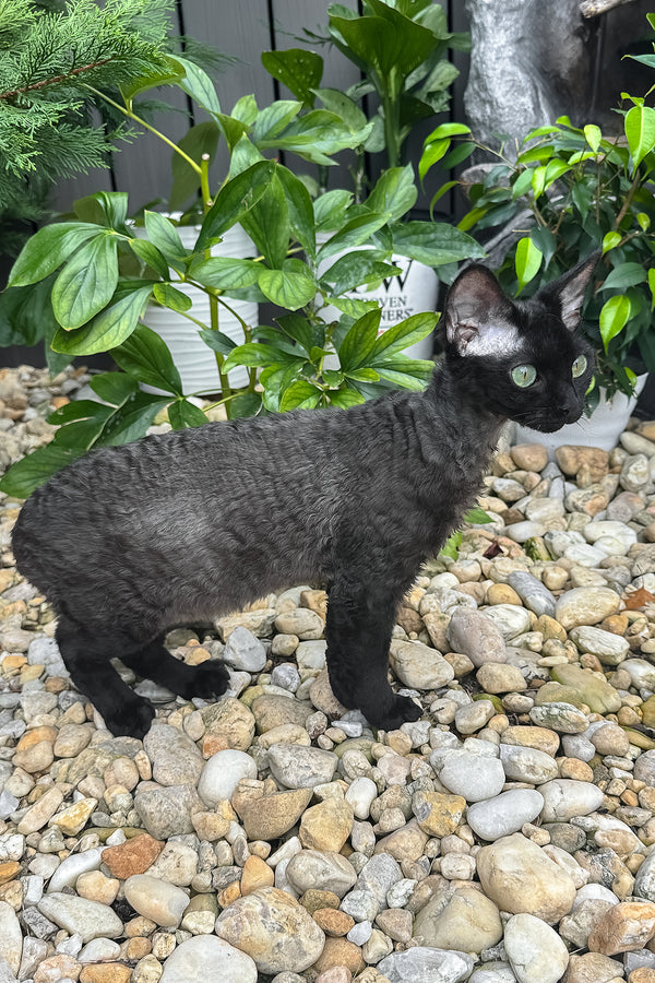 Sylvia | Devon Rex Kitten