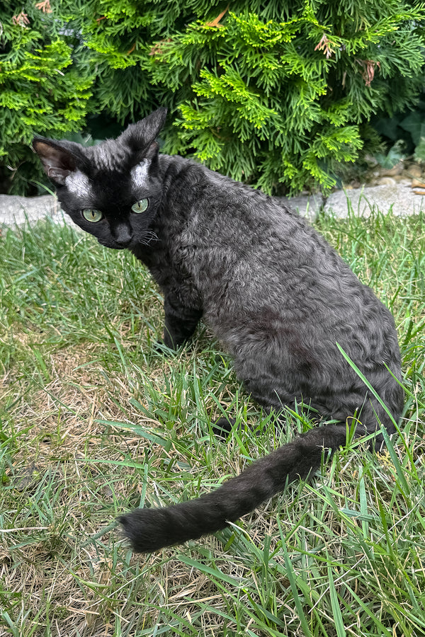 Sylvia | Devon Rex Kitten