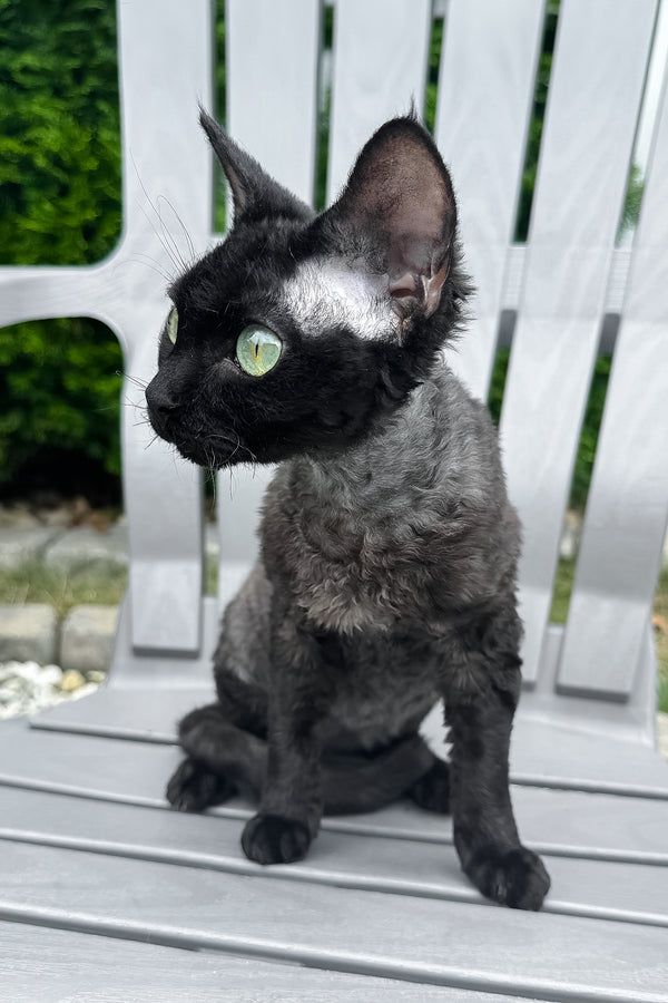 Sylvia | Devon Rex Kitten