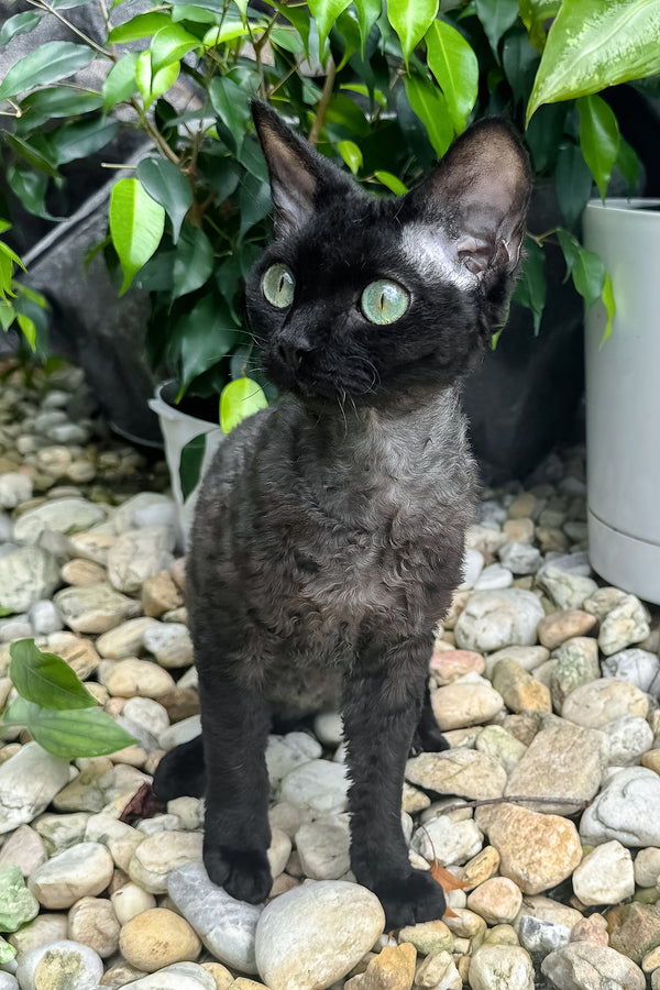 Sylvia | Devon Rex Kitten