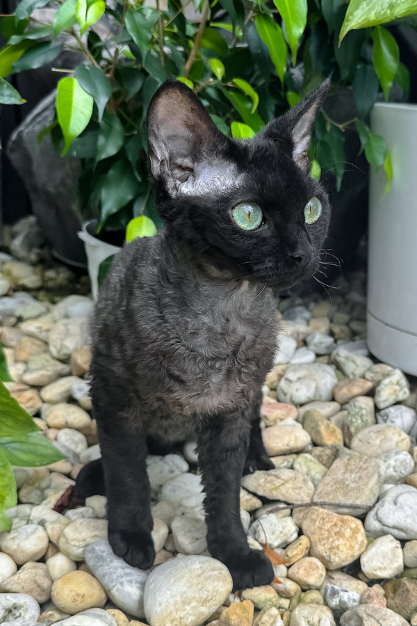 Sylvia | Devon Rex Kitten