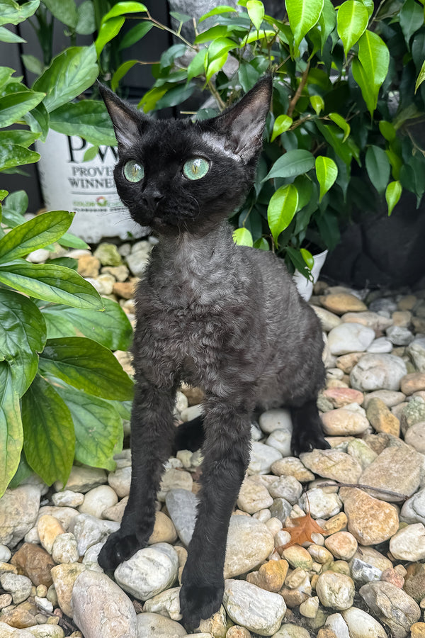 Sylvia | Devon Rex Kitten