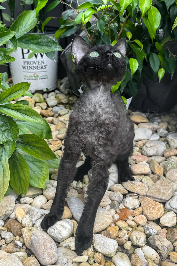 Sylvia | Devon Rex Kitten