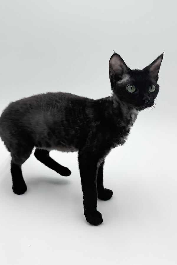 Sylvia | Devon Rex Kitten