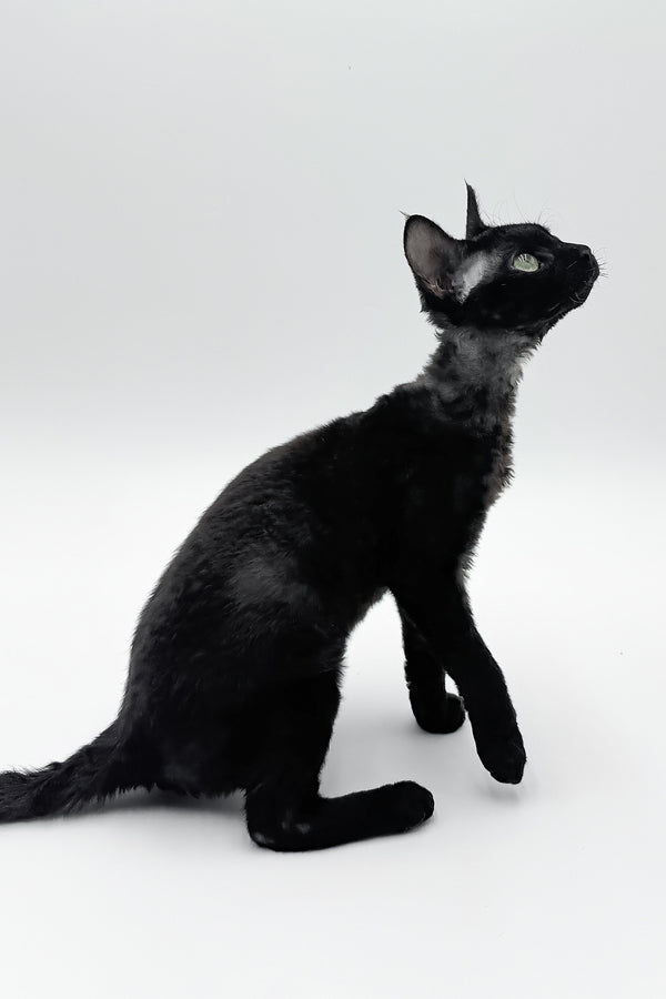 Sylvia | Devon Rex Kitten