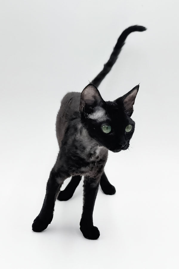 Sylvia | Devon Rex Kitten