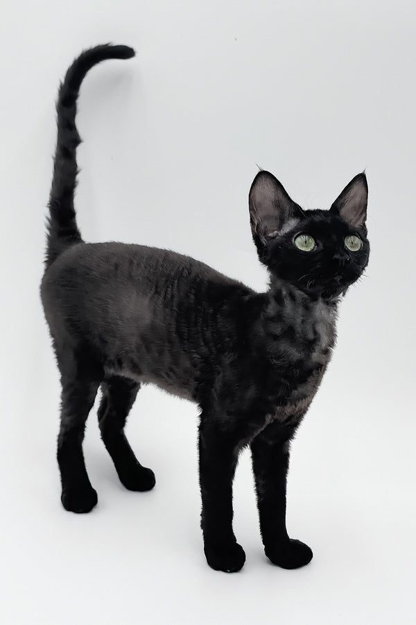 Sylvia | Devon Rex Kitten