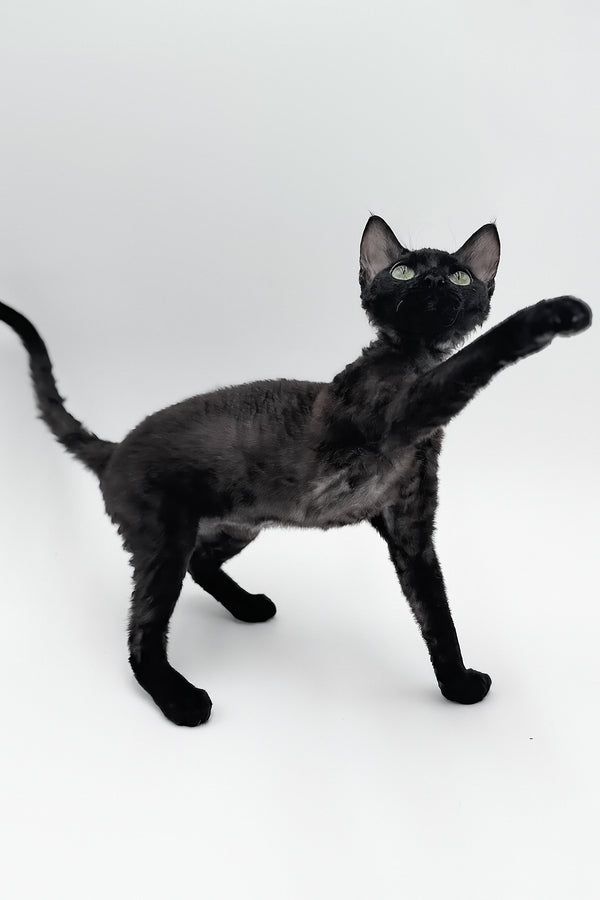 Sylvia | Devon Rex Kitten