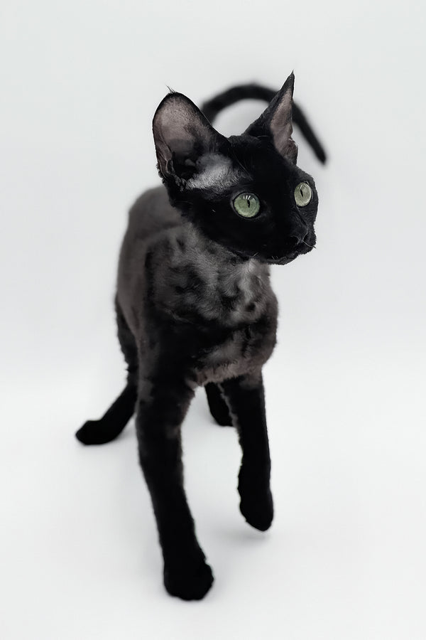Sylvia | Devon Rex Kitten