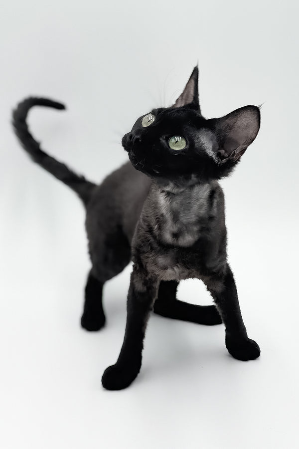 Sylvia | Devon Rex Kitten