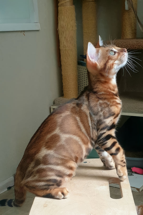 Brown | Bengal Kitten