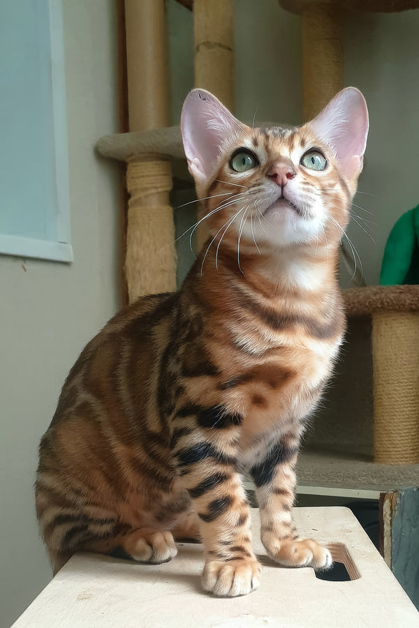 Brown | Bengal Kitten