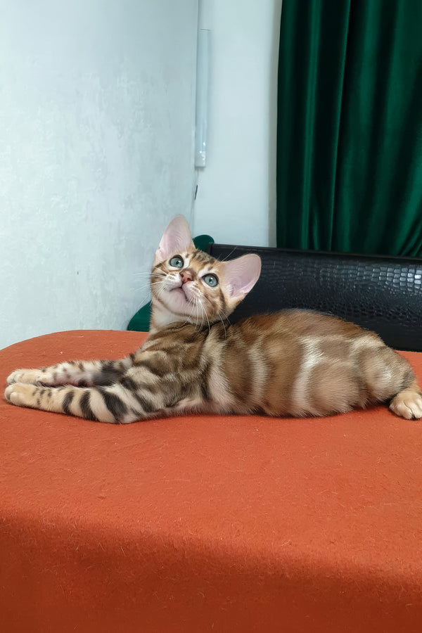 Brown | Bengal Kitten
